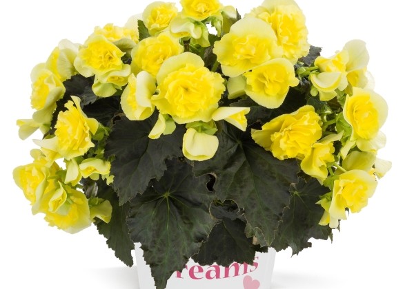 Begonia elatior Solenia Yellow