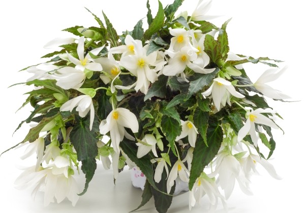 Begonia boliviensis  Waterfall Encanto White Blush