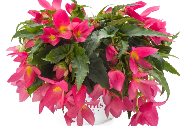 Begonia boliviensis  Waterfall Encanto Hot Pink