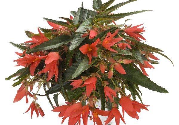 Begonia boliviensis  Beauvilia Dark Salmon