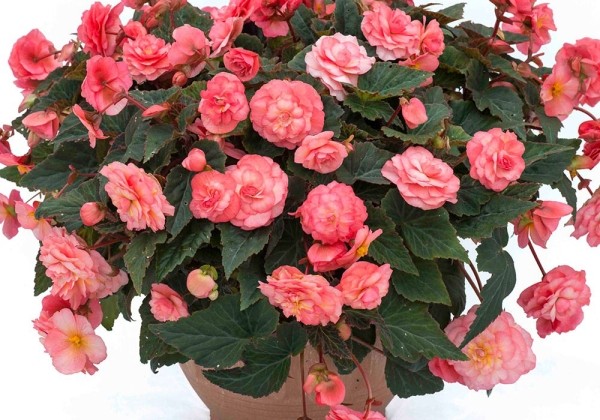 Begonia pendula SweetSpice English Rose