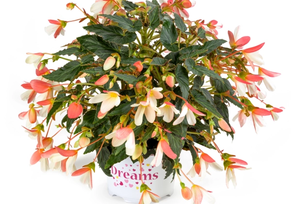 Begonia boliviensis  Beauvilia Bicolour