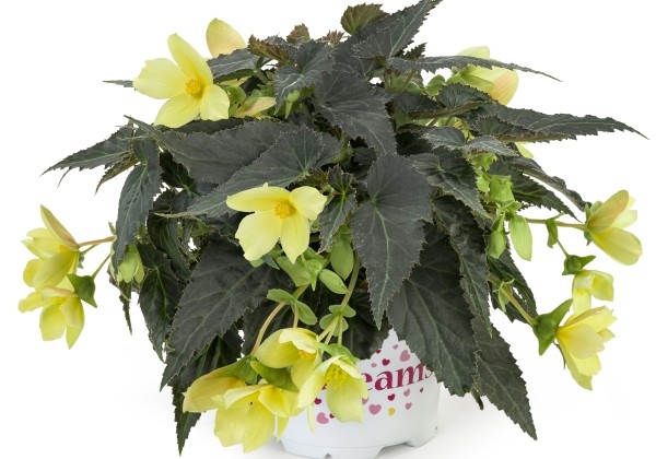 Begonia boliviensis  Beauvilia Yellow