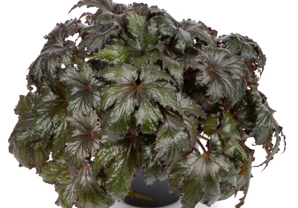 Begonia rex Spacestars Avior