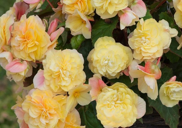 Begonia pendula SweetSpice Yellow