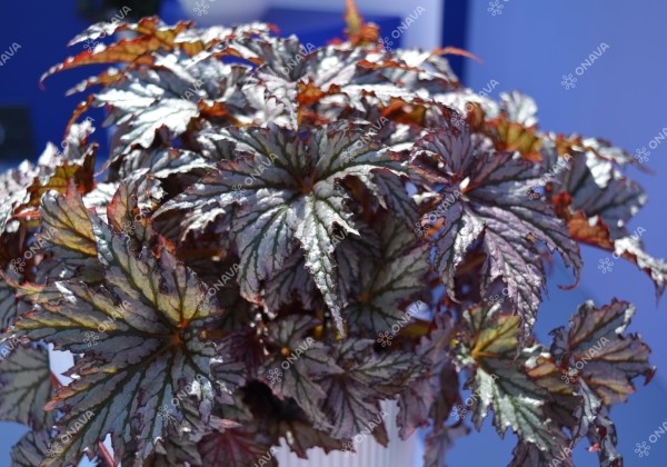 Begonia rex Spacestars Maia Impr.