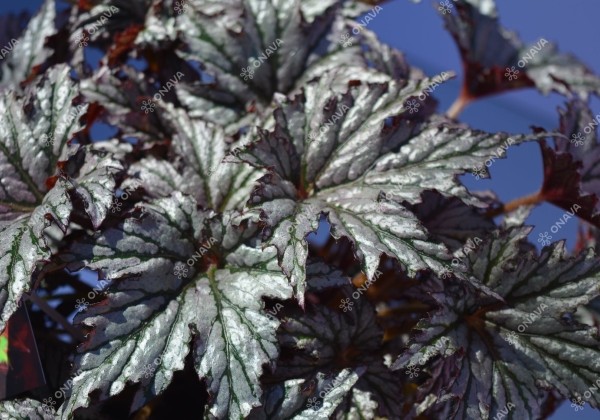 Begonia rex Spacestars Maia Impr.