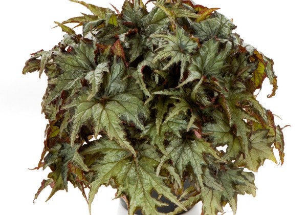 Begonia rex Spacestars IZAR (REX 4663)