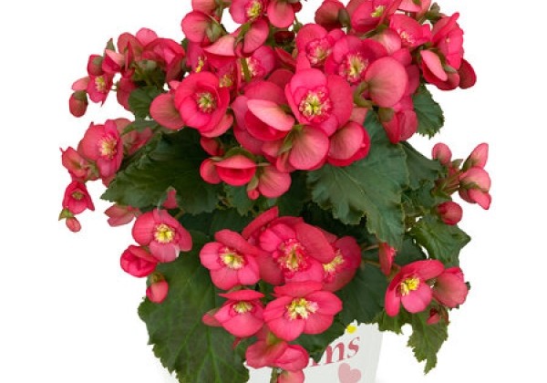 Begonia Dreams Garden MacaRazz (BEEL 4676)