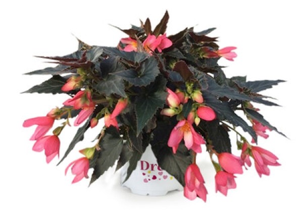 Begonia boliviensis  Beauvilia Hot Pink