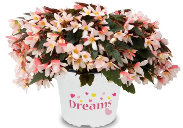 Begonia boliviensis  Waterfall Bicolour Impr.
