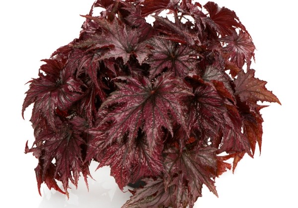 Begonia rex Spacestars LEDA (REX 4696)