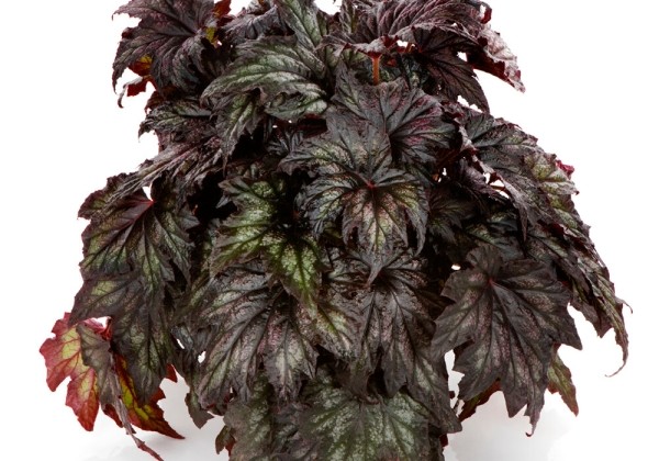 Begonia rex Spacestars SYRMA (REX 4698)