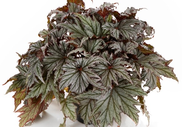 Begonia rex Spacestars HAEDI (REX 4699)