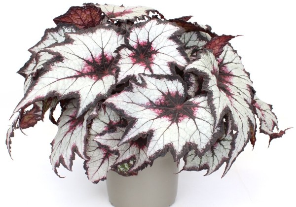 Begonia rex Bewitched Night Owl