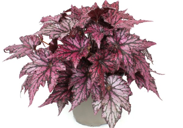 Begonia rex Bewitched Pink