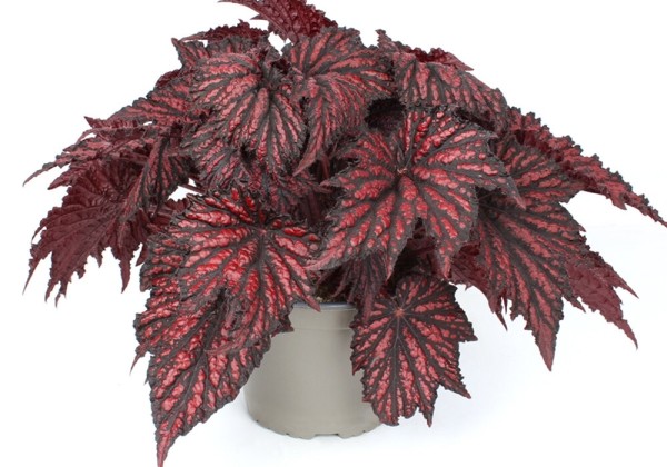 Begonia rex Bewitched Red Black