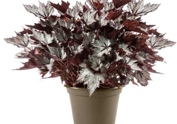 Begonia rex Bewitched White
