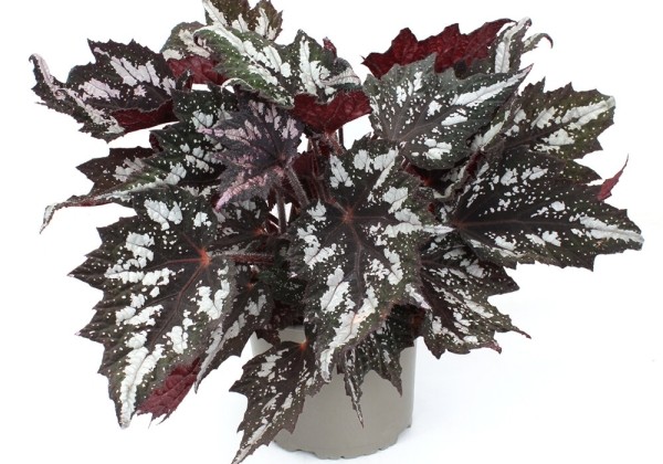 Begonia rex Bewitched Wintergreen