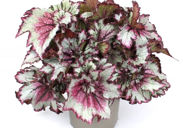 Begonia rex Curly Peppermint