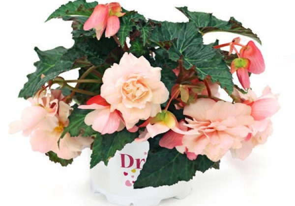 Begonia pendula Sweetspice Appleblossom Impr.