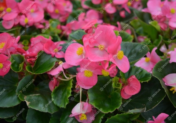Begonia semperflorens  Ambassador Rose
