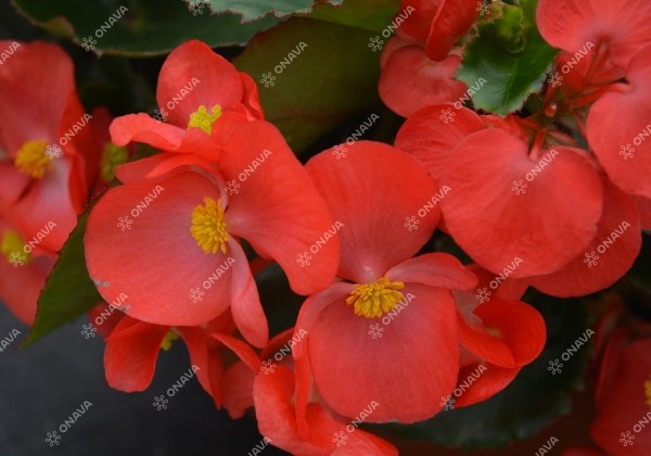 Begonia benariensis Big Red Green Leaf