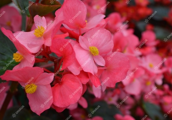 Begonia benariensis Big Rose Bronze Leaf