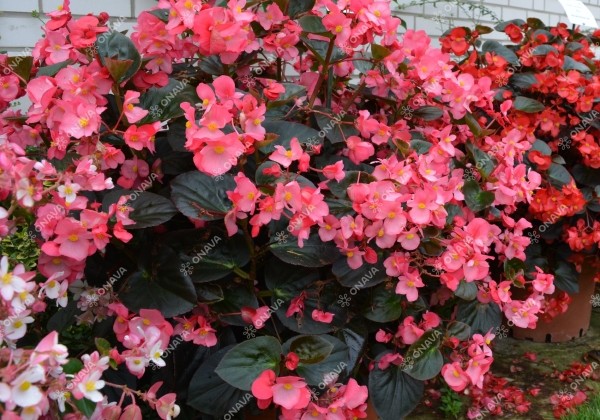 Begonia benariensis Big Rose Bronze Leaf