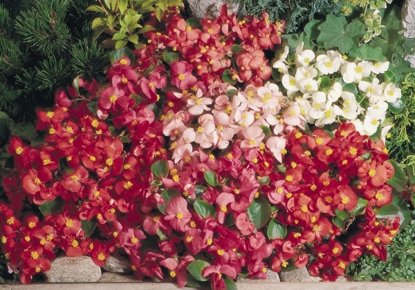 Begonia semperflorens  Super Olympia Mix