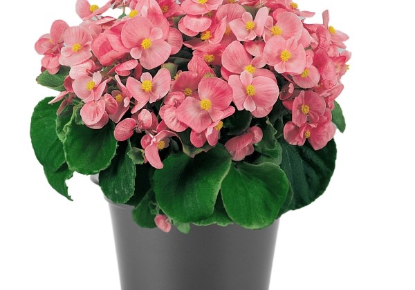 Begonia semperflorens  Super Olympia Pink