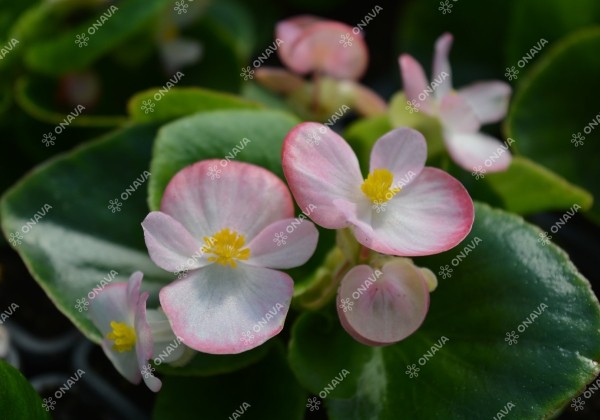 Begonia semperflorens  Super Olympia Bicolor