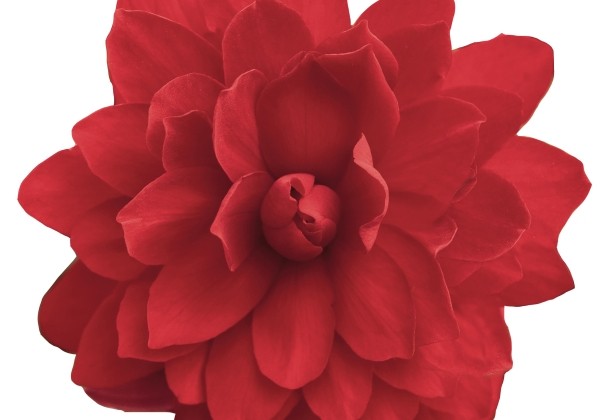 Begonia tuberhybrida Illumination Scarlet