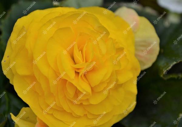 Begonia tuberhybrida Fortune Yellow