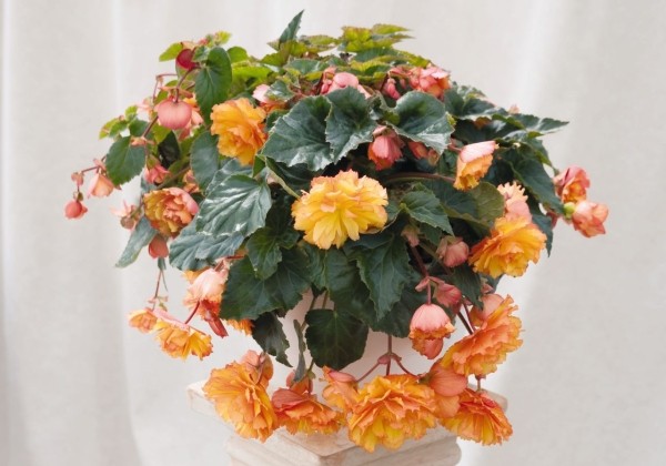 Begonia tuberhybrida Illumination Golden Picotee
