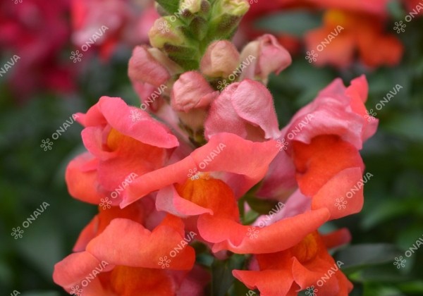 Antirrhinum majus Sonnet Orange Scarlet