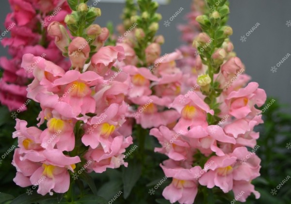 Antirrhinum majus Sonnet Pink