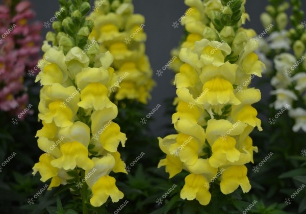 Antirrhinum majus Sonnet Yellow