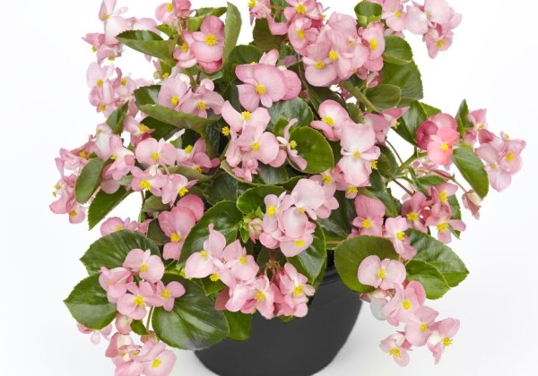 Begonia benariensis Big Pink Green Leaf