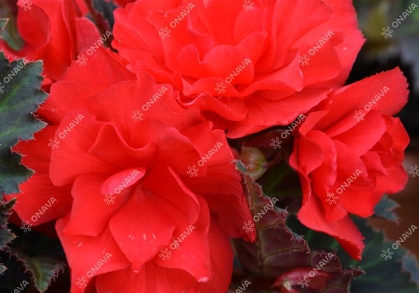 Begonia tuberhybrida Nonstop Mocca Cherry