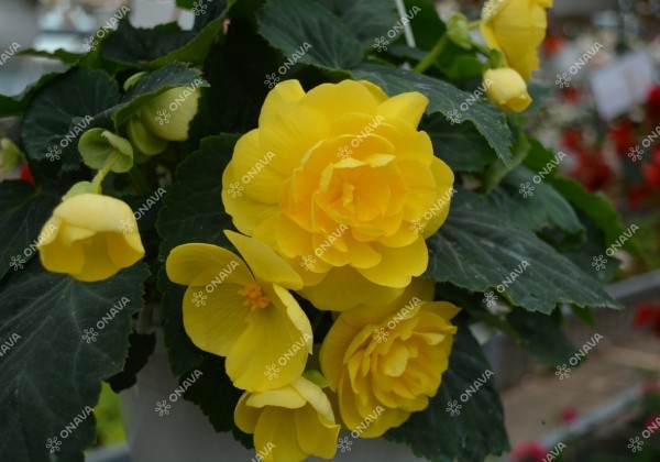 Begonia tuberhybrida Nonstop Joy Yellow