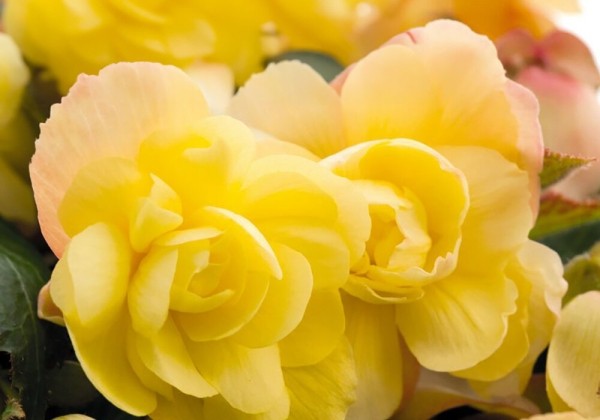 Begonia tuberhybrida Illumination Lemon