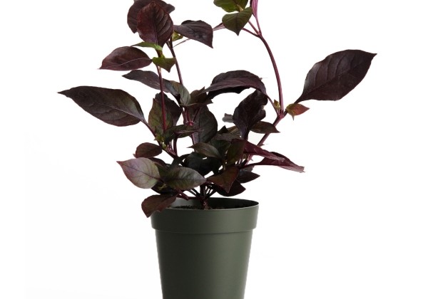 Alternanthera dentata Purple Prince