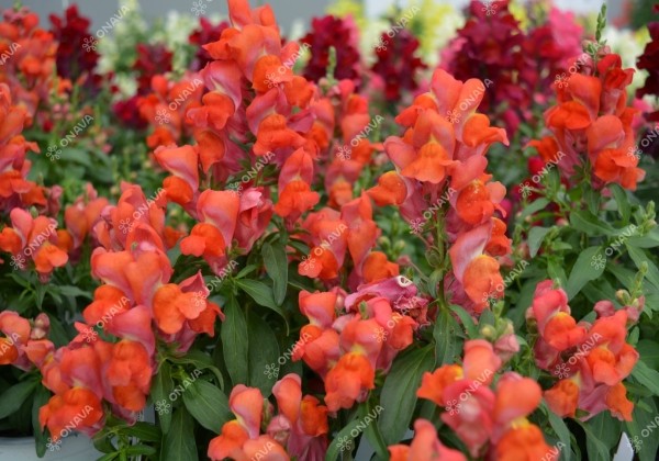 Antirrhinum majus Candy Tops Orange