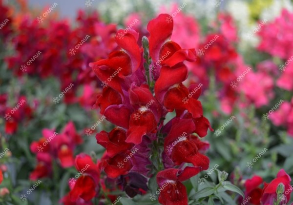 Antirrhinum majus Candy Tops Red