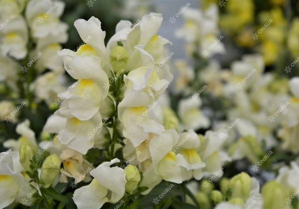 Antirrhinum majus Candy Tops White