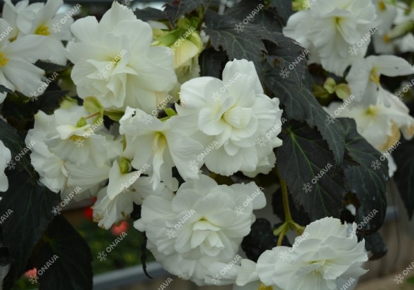 Begonia tuberhybrida Nonstop Joy Mocca White