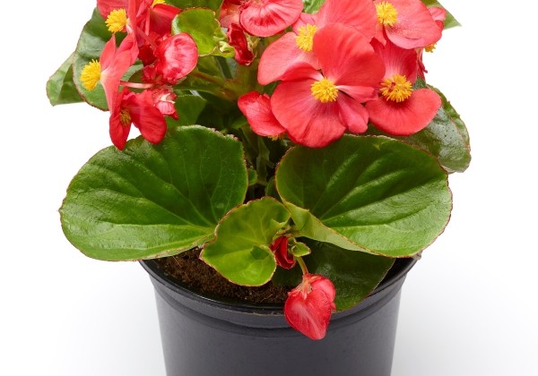 Begonia hybrida  Tophat Scarlet