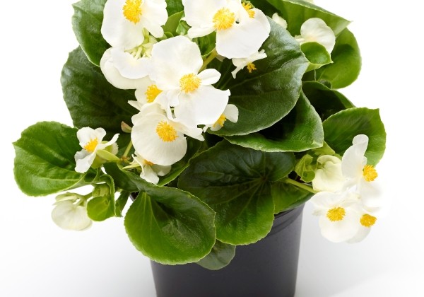 Begonia hybrida  Tophat White