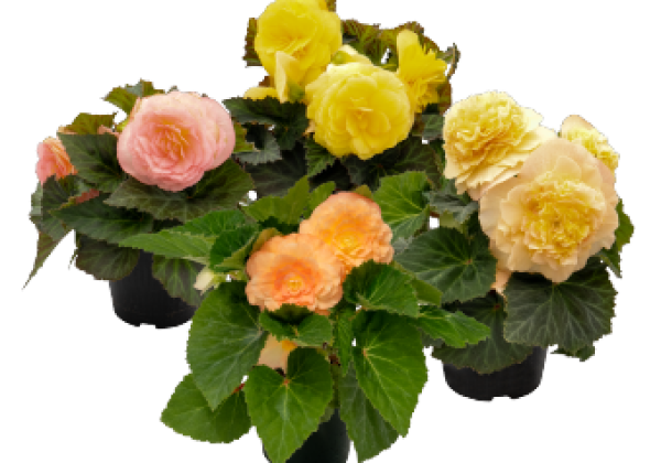 Begonia tuberhybrida Nonstop Peach Shades
